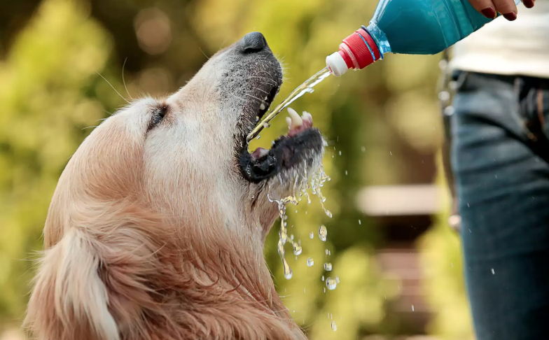 The Importance of Hydration for Dogs in the Hot Summer Heat